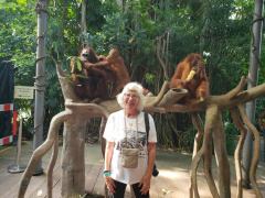 With orangutans